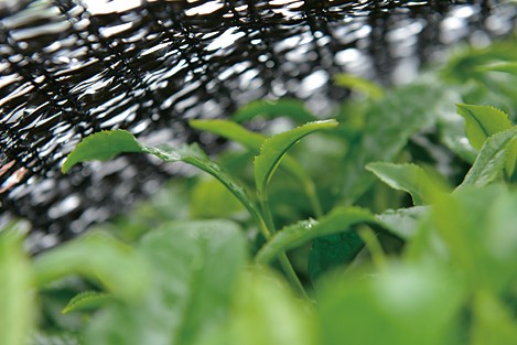 認定品について　～三重ブランド「伊勢茶」とは～