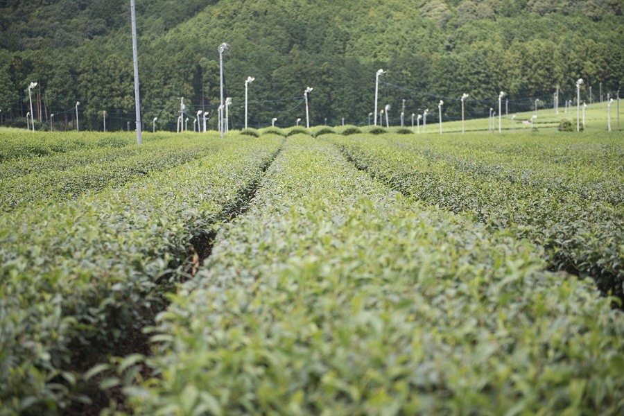 伊勢茶