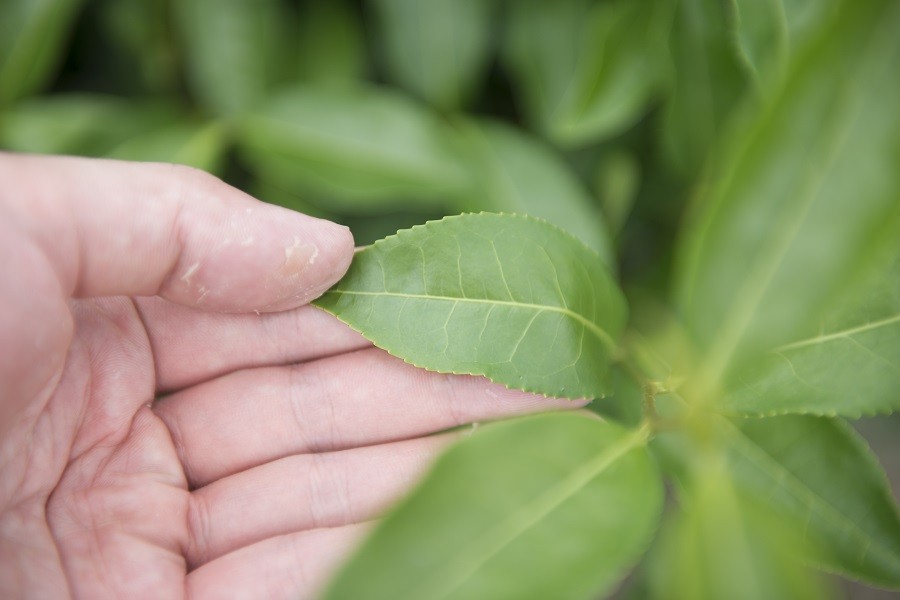 「伊勢茶」のブランド認定に関する考え方