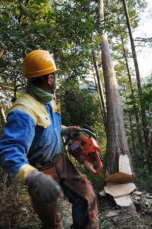 「ひのき」のブランド認定に関する考え方