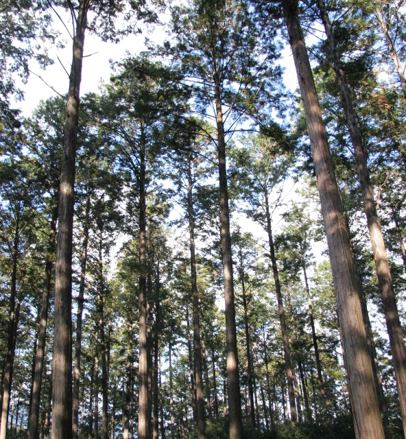 Hinoki(Japanese Cypress)